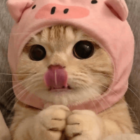 All Cats Coin
