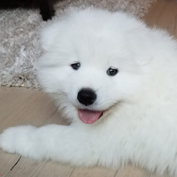 MOCHI