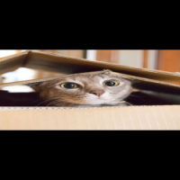 Boxxi