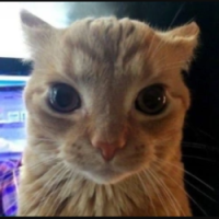Bad News Cat