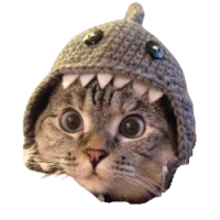 Shark Cat