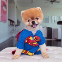 Jiffpom