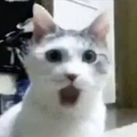OMG Cat Coin