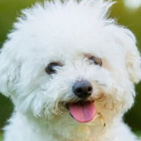 Caniche Coin